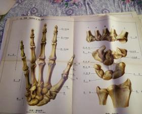 人體解剖掛圖  骨及骨連結 Ⅰ—15.手骨