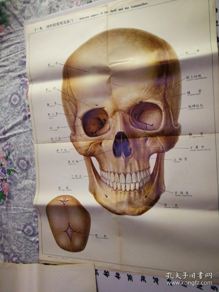 颅的前面观及囟门