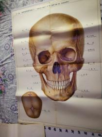 人體解剖掛圖  骨及骨連結 Ⅰ—8.顱的前面觀及囟門