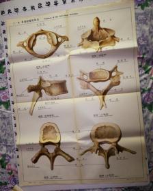 人体解剖挂图  骨及骨连结 Ⅰ—4.各部椎骨的形态