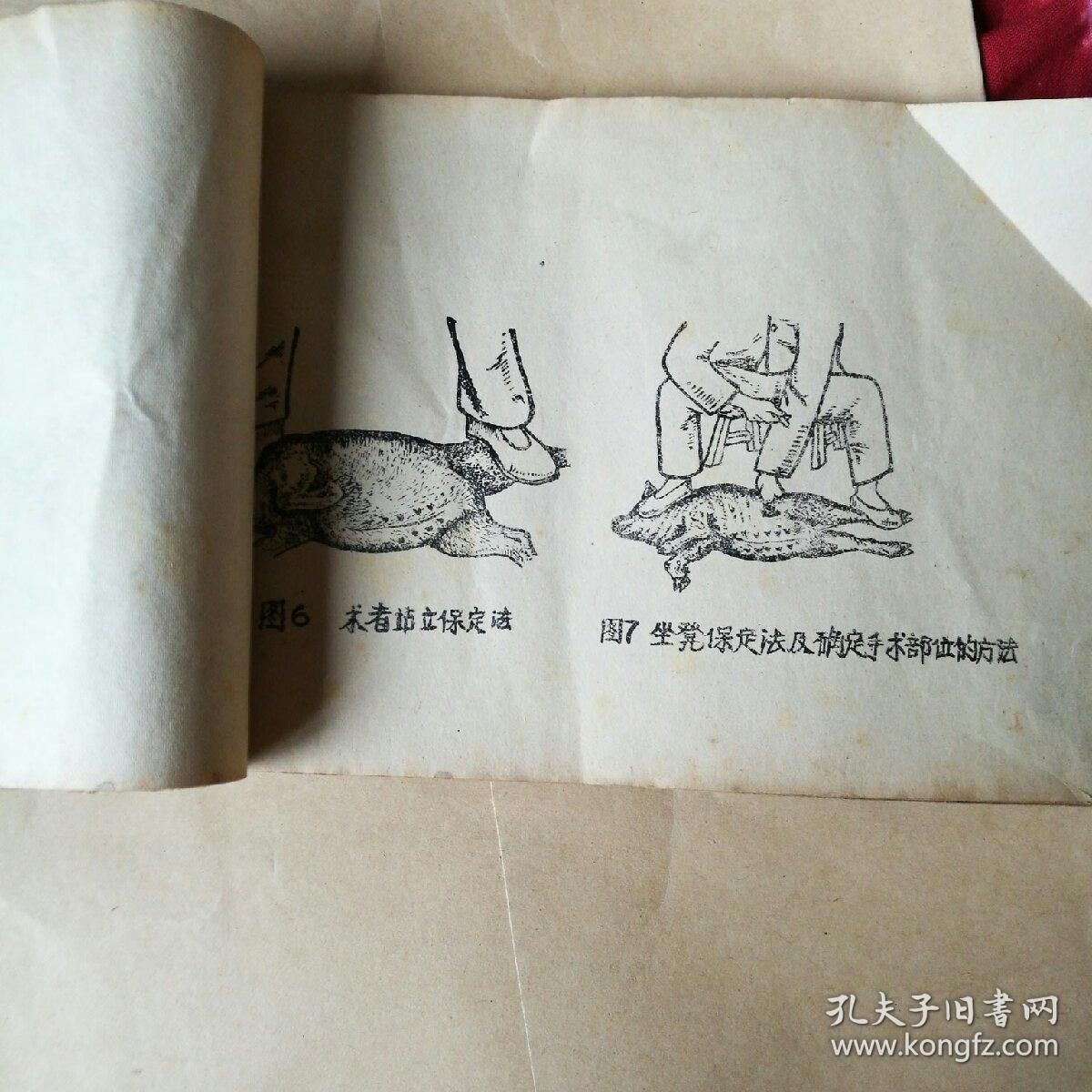 中兽医阉割术图解