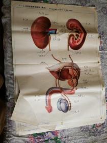 人体解剖挂图 IV—1.泌尿生殖系统概观（男性）