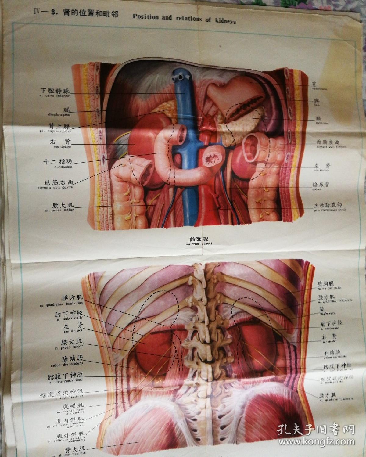 女人体解剖图肾的位置图片