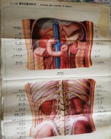 人体解剖挂图      IV—3.   肾的位置和毗邻