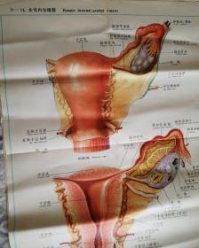 人体解剖挂图  泌尿生殖系统  IV—11.女性内生殖器