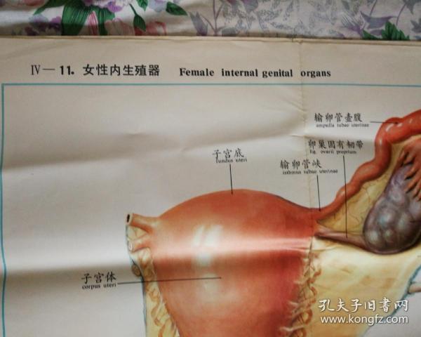 人体解剖挂图 泌尿生殖系统 iv—11女性内生殖器