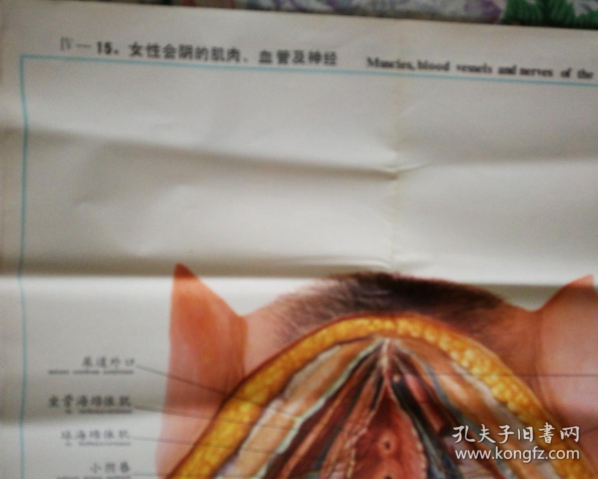 人体解剖挂图 泌尿生殖系统 IV—15.女性会阴的肌肉、血管及神经
