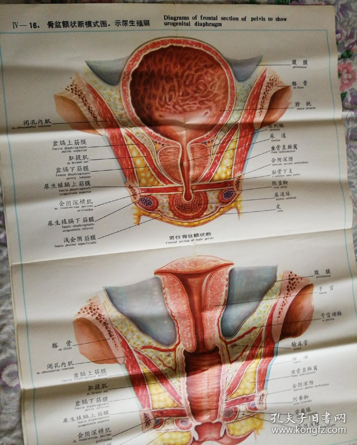 人体解剖挂图泌尿生殖系统iv16骨盆额状断模式图示尿生殖膈