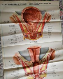 人体解剖挂图   泌尿生殖系统   IV—16.骨盆额状断模式图。示尿生殖膈