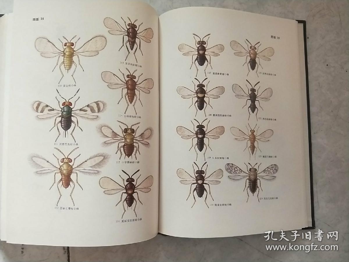 天敌昆虫图册(中国科学院动物研究所 昆虫图册 第三号)16开精装 附