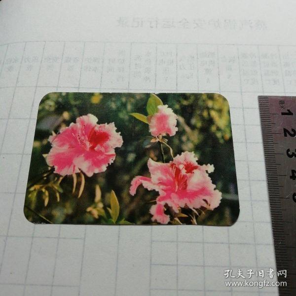 年历卡片 杜鹃花 1977