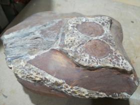 顶级极品纯天然极为罕见和难得的鳄鱼头化石“鳄鱼头化石”，“水中之王化石”距今300万年，百年难得一件，极为罕见十分难得，收藏佳品