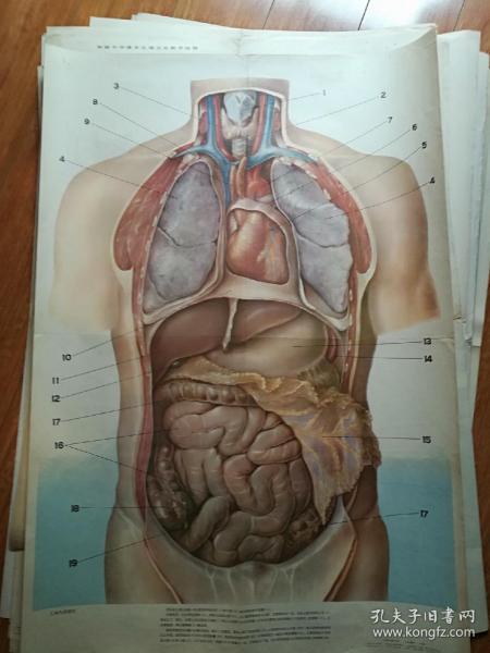 人体解剖图 附件图片