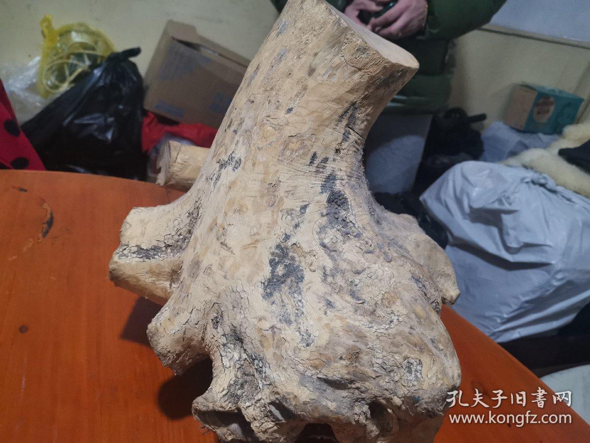 小叶黄杨木树根,品相如图,重量8公斤