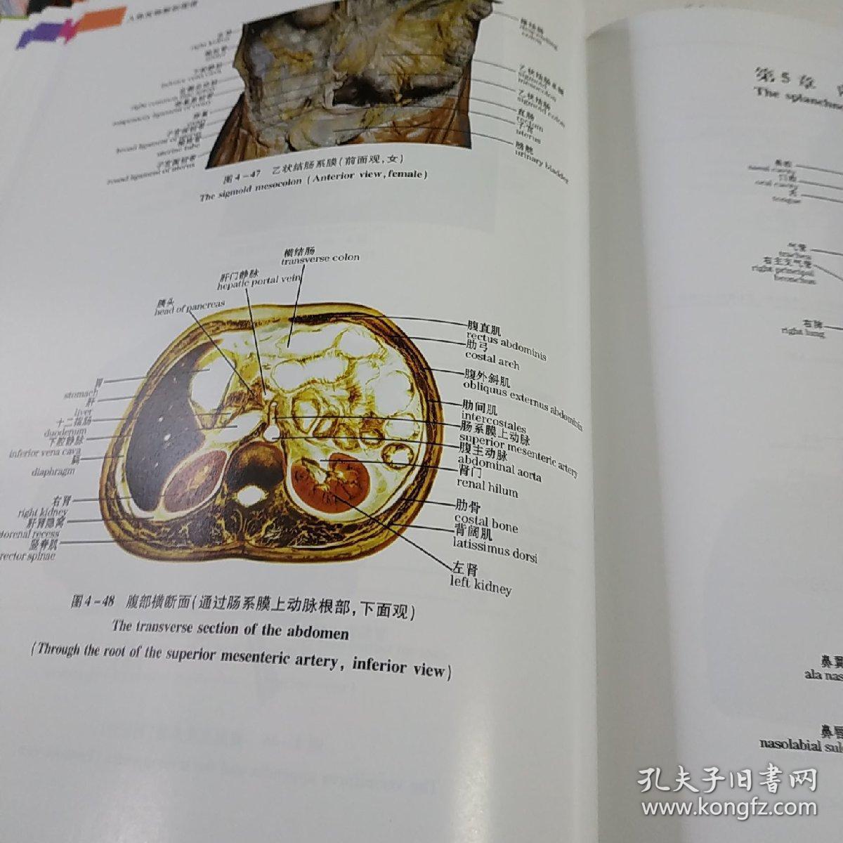 人体实物解剖图谱(精大16开)全铜板纸彩色印刷.