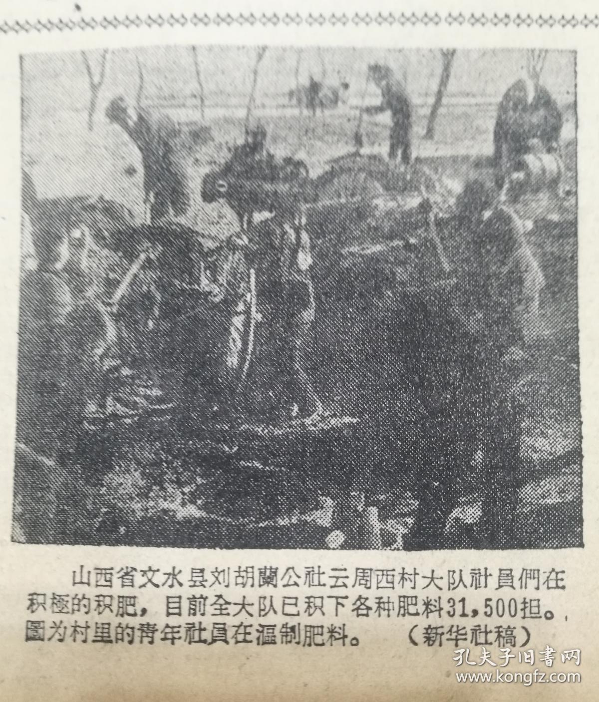 延边日报山西省文水县刘胡兰公社云周西村大队社员们在温制肥料照片