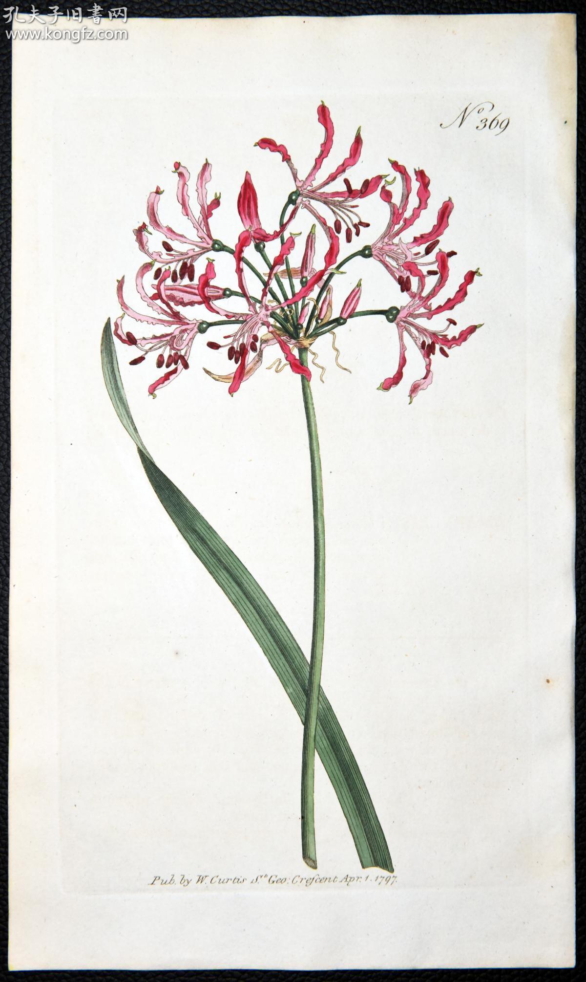 1797年稀有欧洲铜版画挂画装饰柯蒂斯植物369号-波纹石蒜-手绘图谱