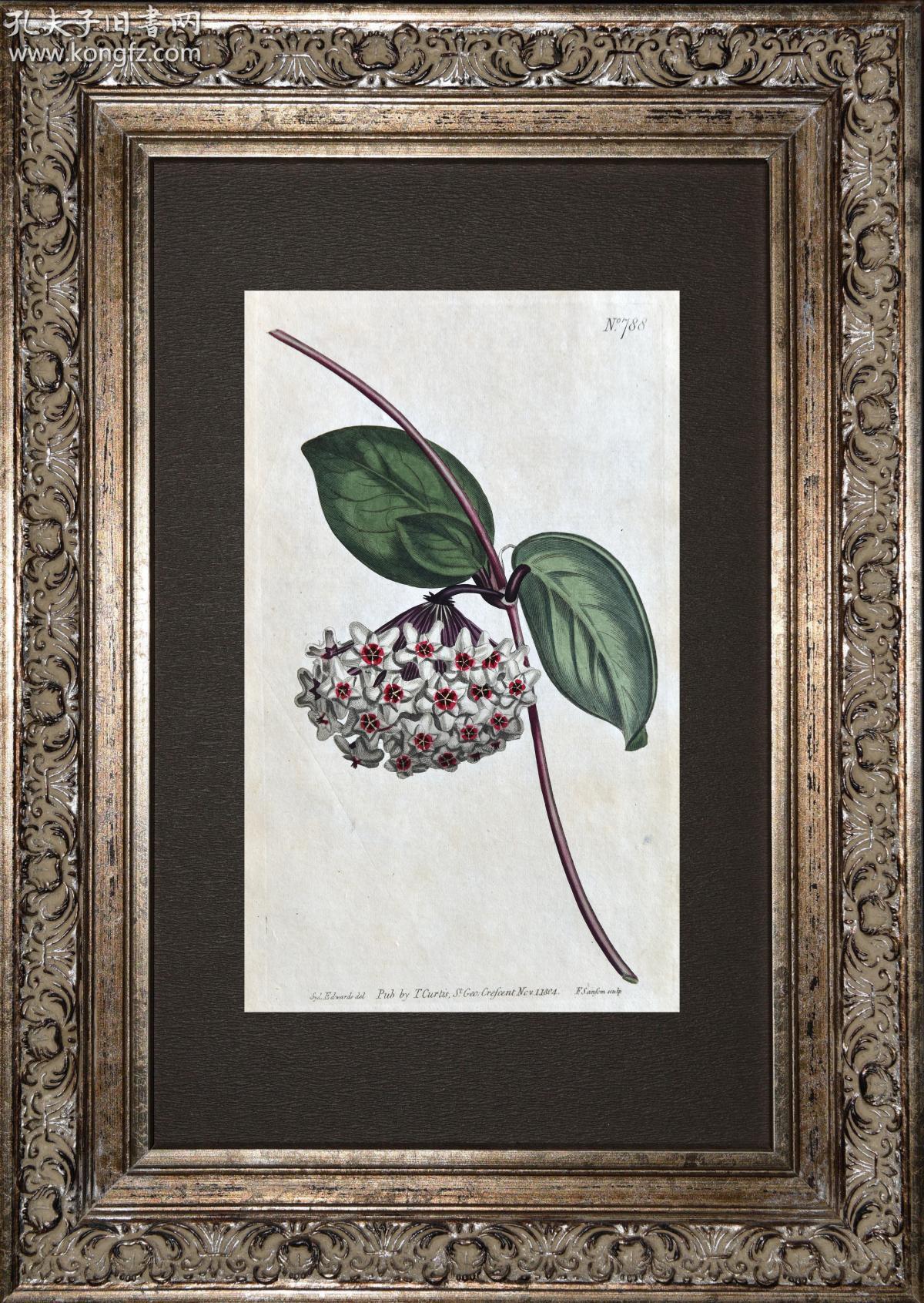 1804年精美欧洲铜版画-柯蒂斯植物788号-球兰,原版图谱