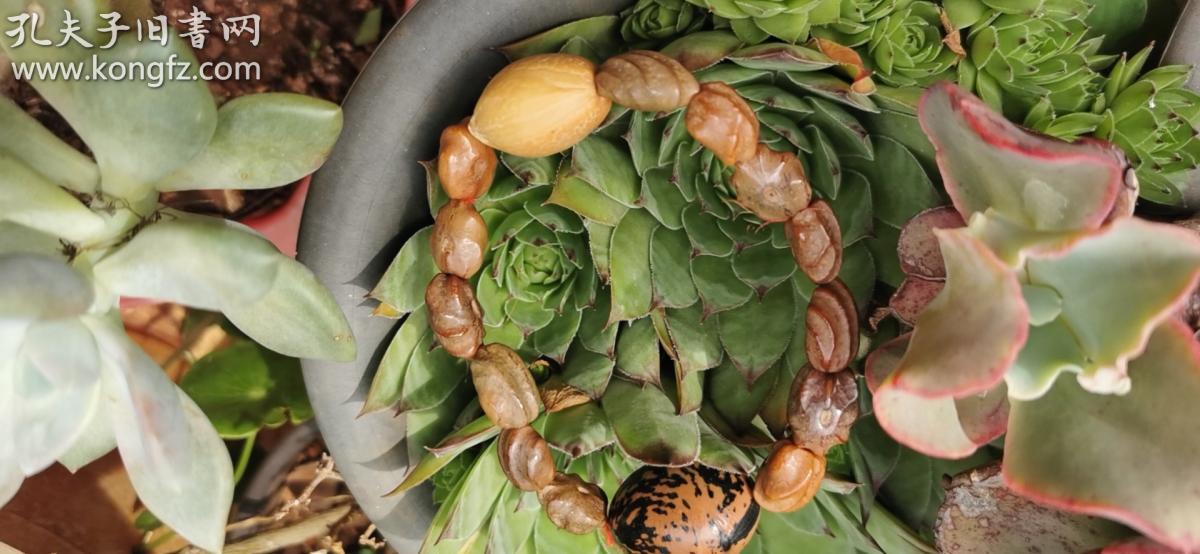 稀罕的铁树籽菩提子手串