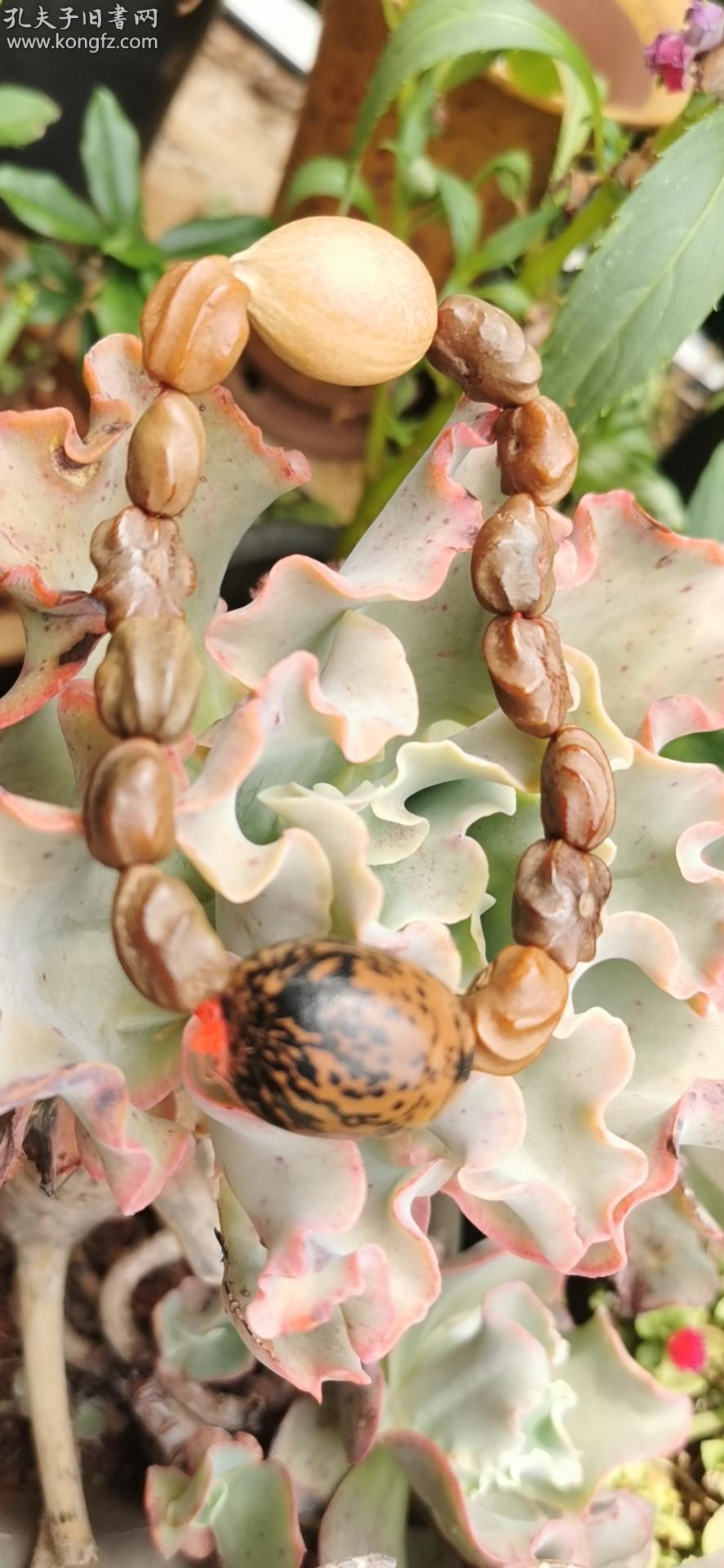 稀罕的铁树籽菩提子手串