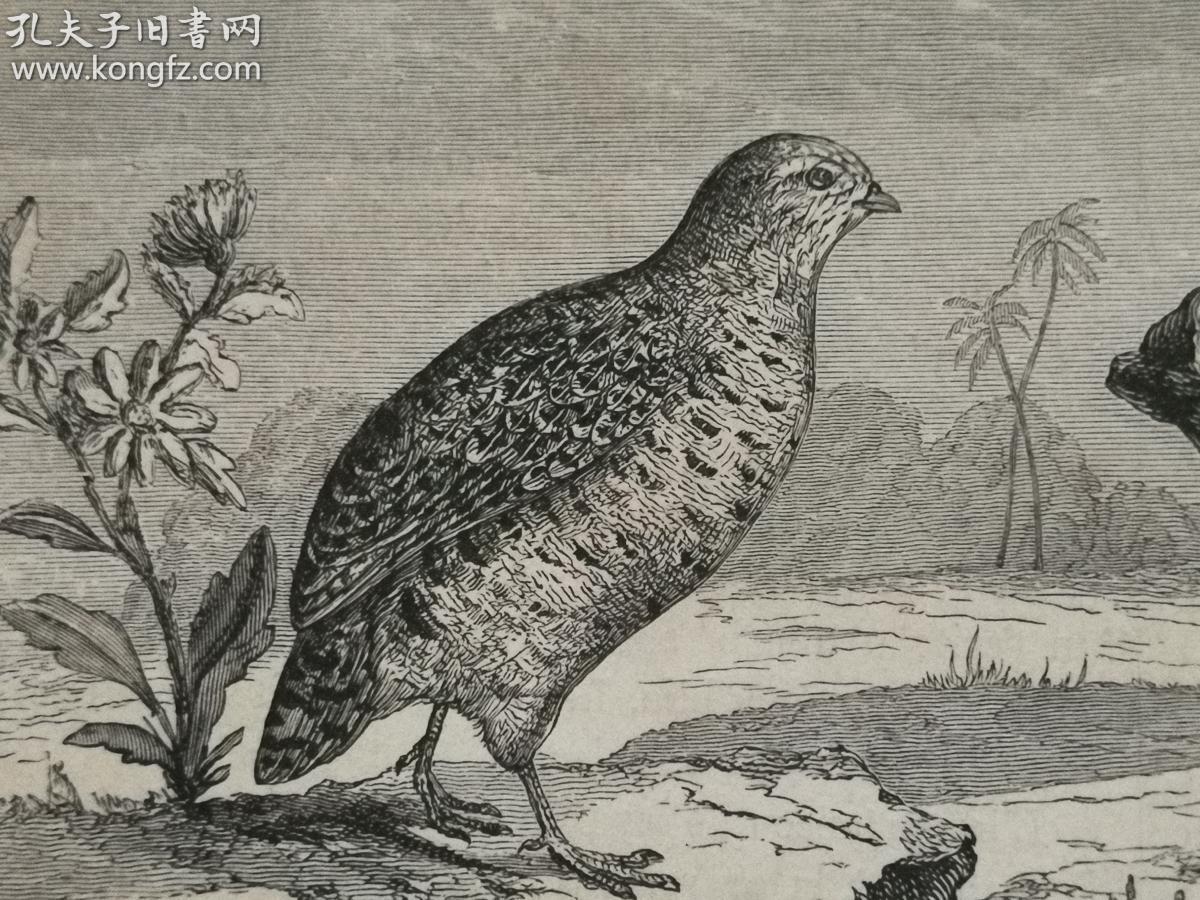 十九世纪木刻版画 《中华鹧鸪perdrix du pe-tche-li 》画页13 17厘米