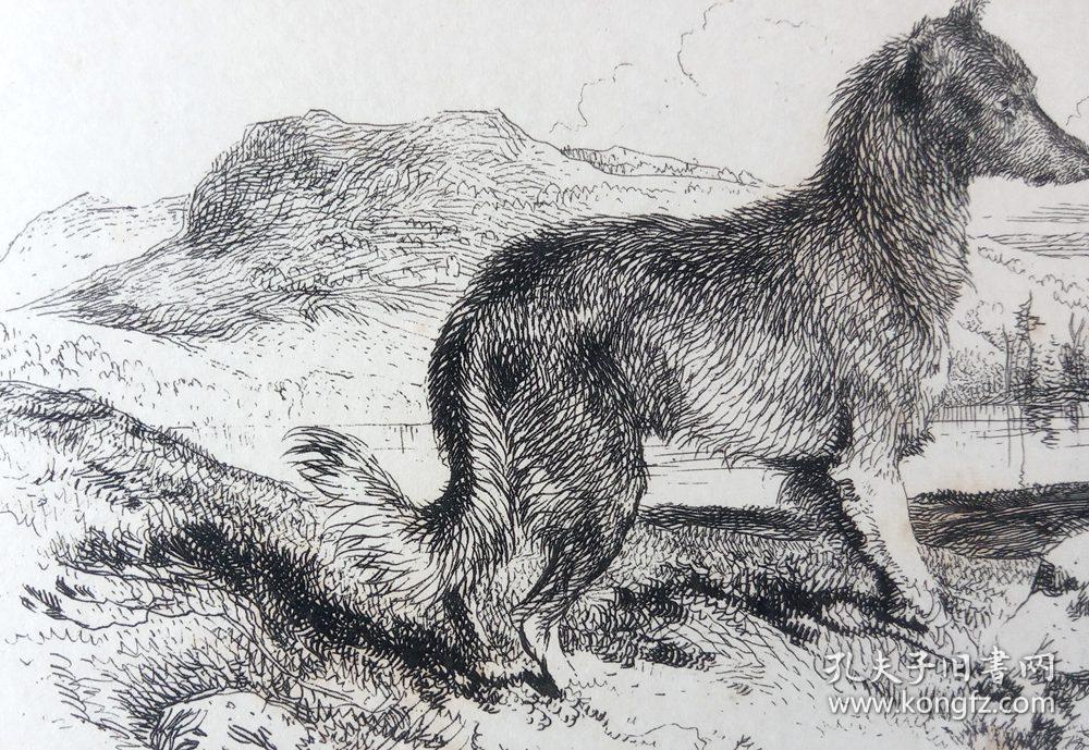 【兰德希尔的动物版画】1848年大幅铜版蚀刻《警惕中》(the wotchmum)